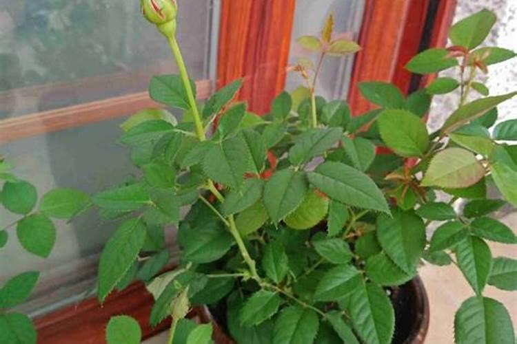 玫瑰老桩催芽方法