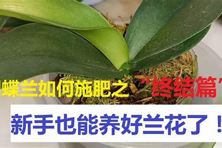 蝴蝶兰如何施肥