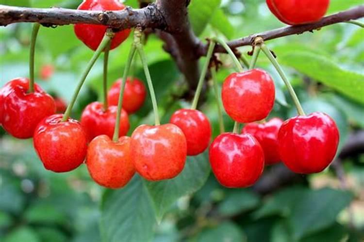 缓解高温对大樱桃苗破坏的有效方法