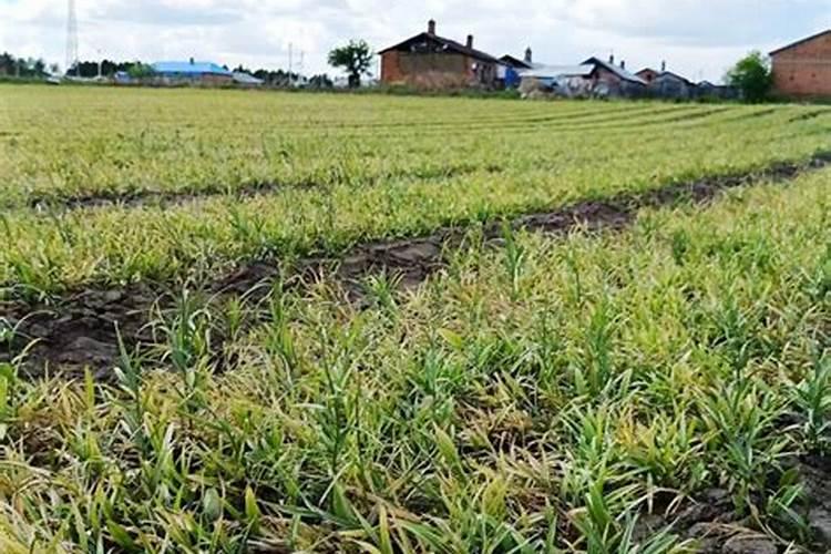 你好我家种植的平贝,也得了黑腐病用什么药最好呢