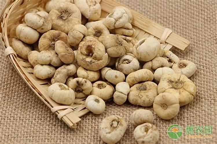 平贝母的病虫害防治