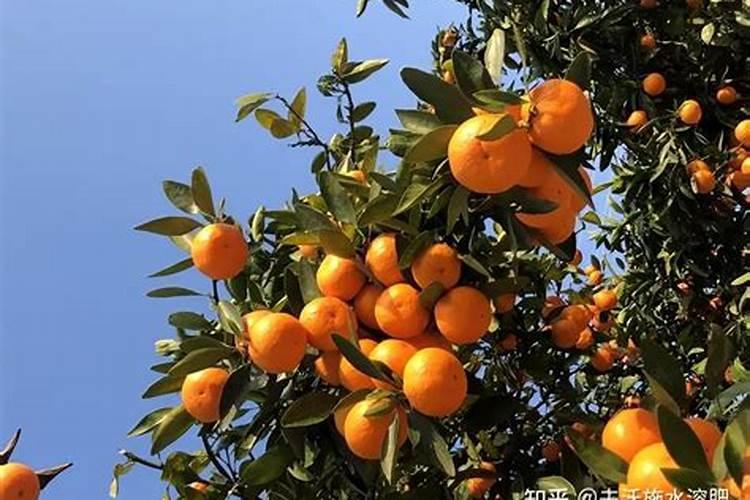 春季柑橘琳树发芽前可以喷施硼肥吗？