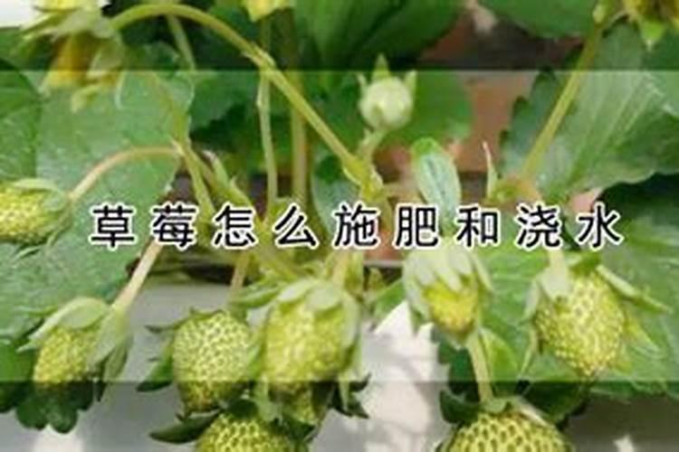 草莓怎么施肥和浇水