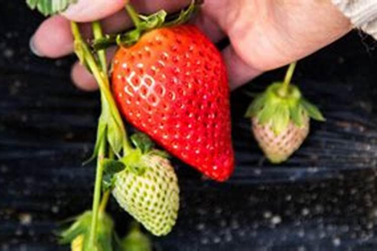 草莓只长藤不结果怎么办