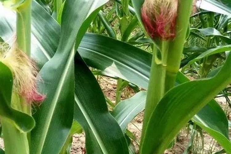 玉米施肥方法和用量 玉米怎么施肥能高产