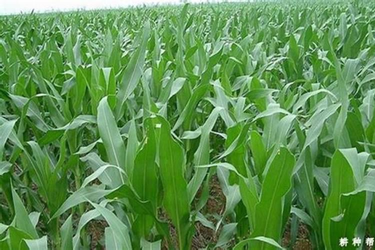 种植玉米需要多少氮肥呢为什么？