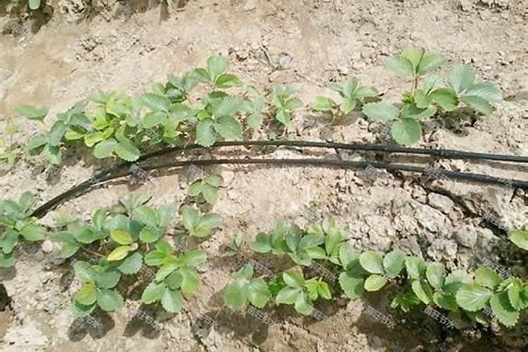 草莓滴灌钙肥一亩多少斤？