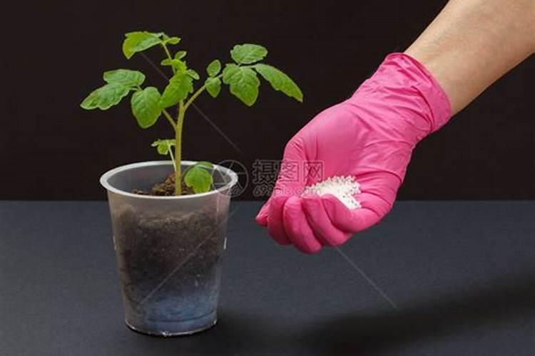 化肥为植物生长提供什么？