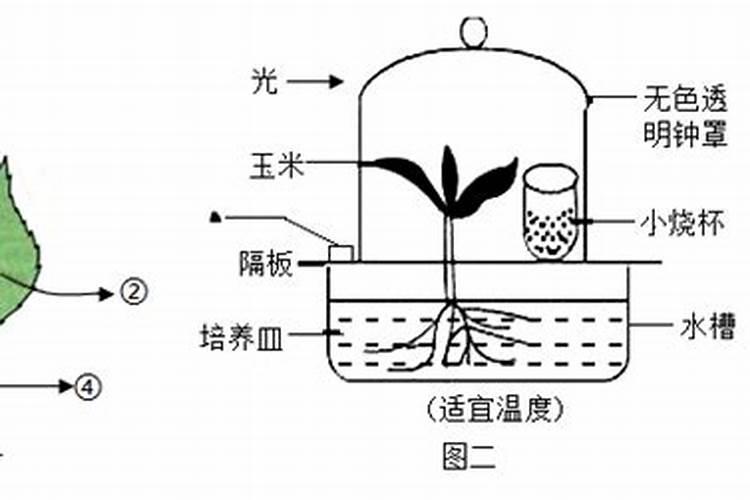 肥料的作用主要是给植物的生长提供.