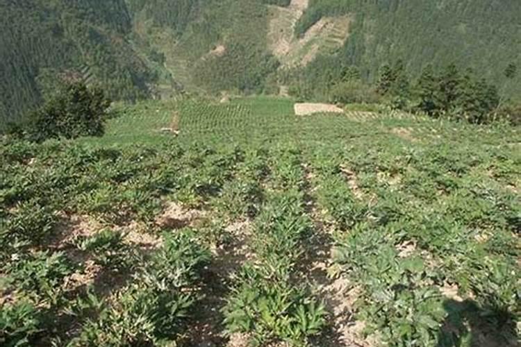 中药材追肥用哪种肥料效果好？