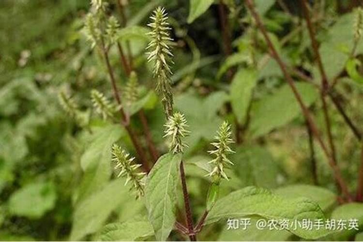 中药材牛膝追肥用什么肥料好？中药材牛膝壮根根茎块膨大？