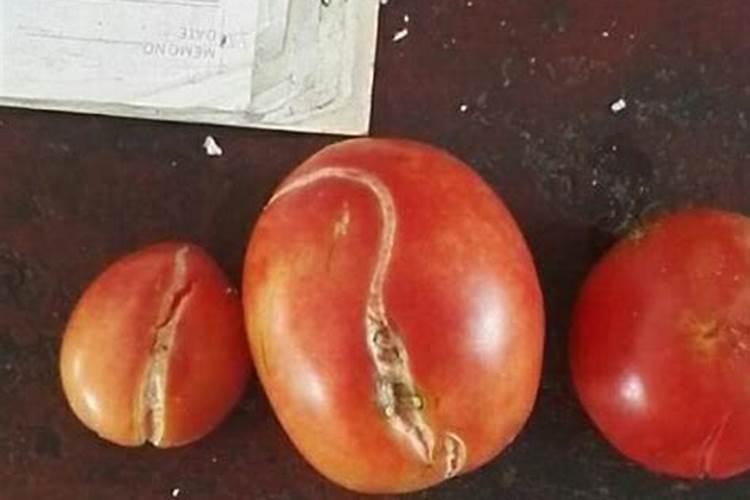 西红柿裂口是什么原因造成的？除了及时采摘外,有哪些日常养护方法能预防...