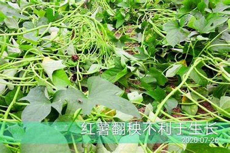 红薯秧不长一招解决