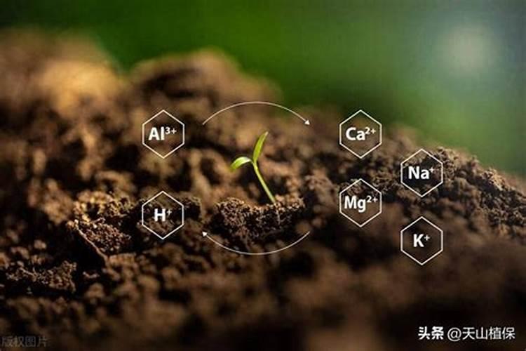 什么肥料起什么作用