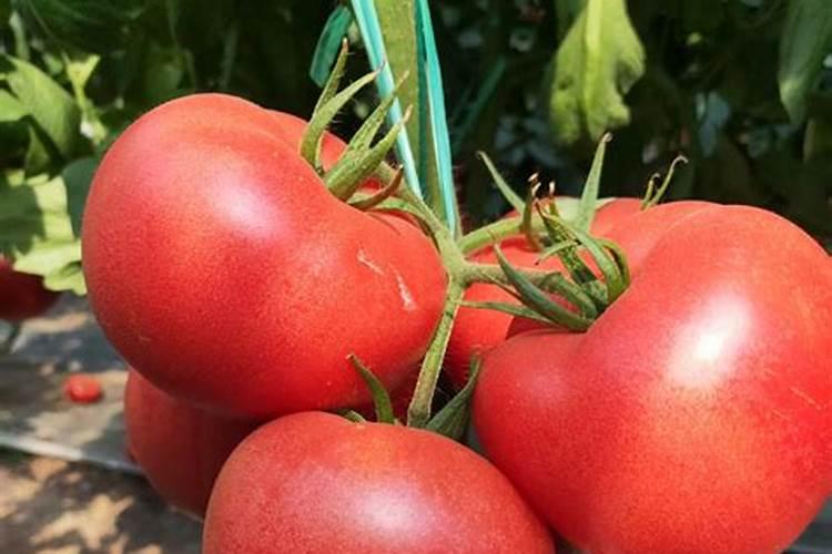 番茄产量高,施肥有技巧!这些很实用,一定要记牢!