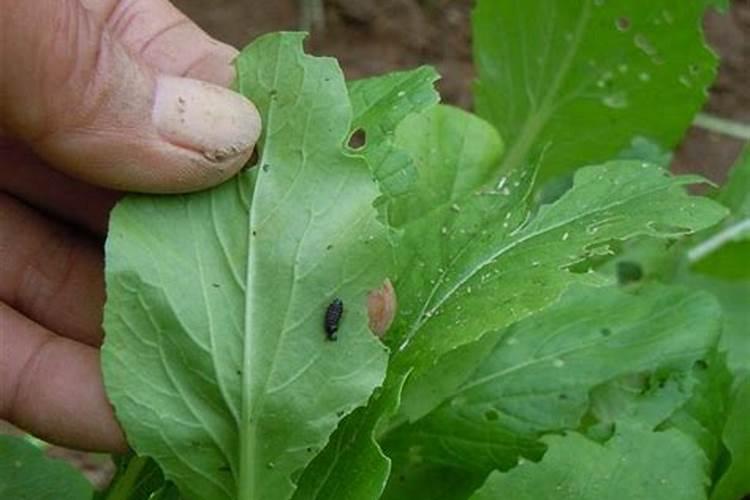 青菜叶上长满小小的虫是什么