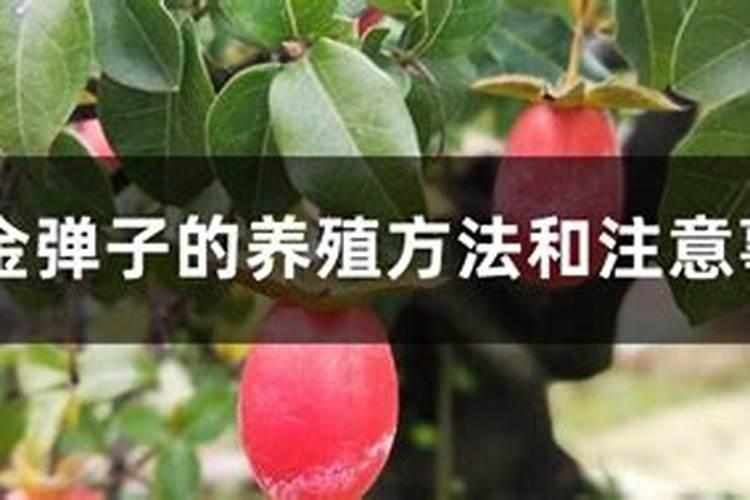 金弹子的养殖方法和注意事项