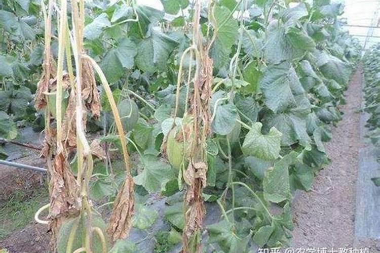 甜瓜叶片出现枯萎症状,