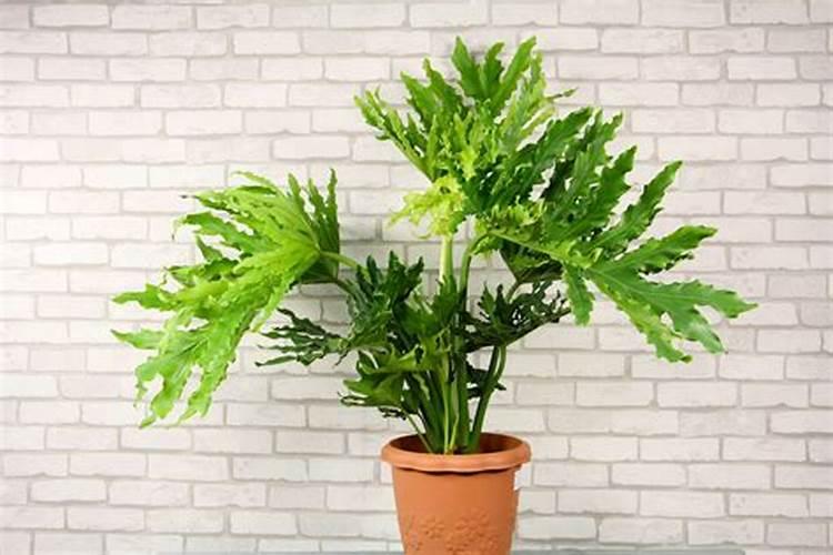 春羽和多肉可以用同样的肥料吗