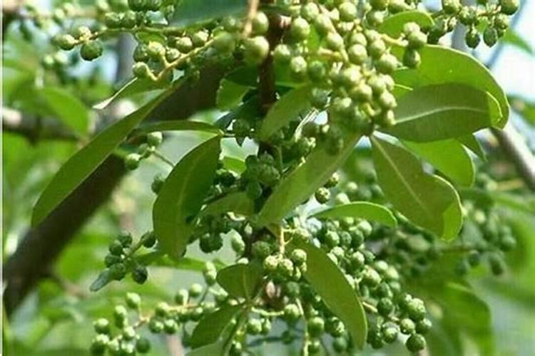 花椒树秋天施什么肥料