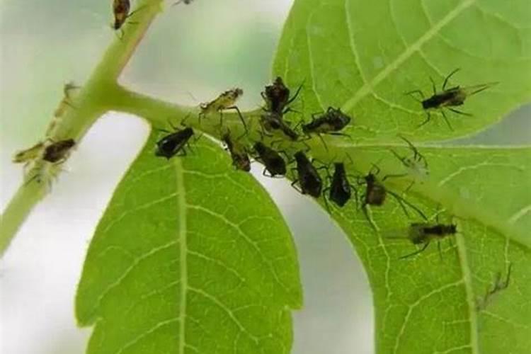 花椒花前喷施毒死蜱灼烧嫩芽吗？