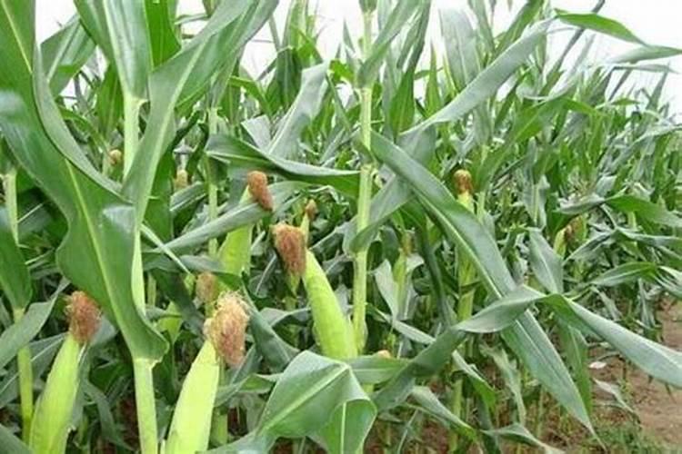 玉米秆埋在土下做肥可以吗？