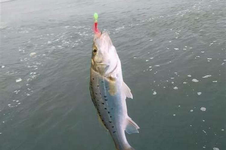 鱼蛋白能钓什么鱼