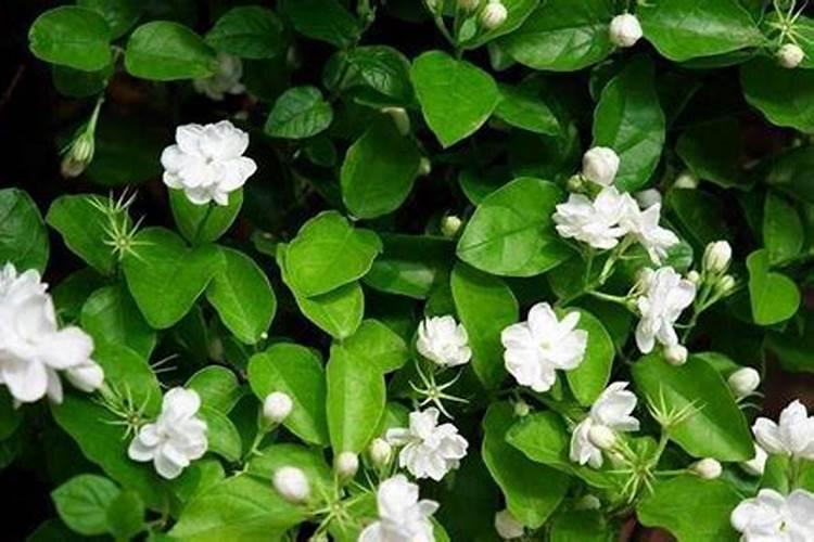 三伏天如何给茉莉花浇水,才能开花多又香？