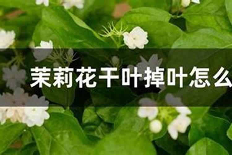 茉莉花干叶掉叶,和养护不好有关系,如何才能养护好呢？