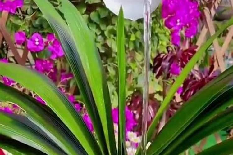 骨粉可以养花吗？