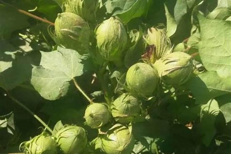 芸苔·甲哌对棉花的作用和使用技术以及注意事项是什么？