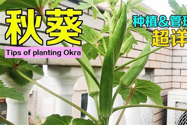 秋葵如何种植方法
