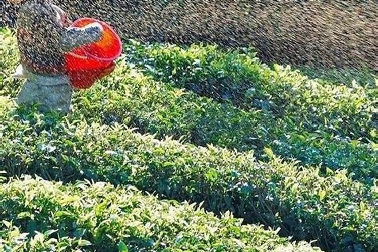 普洱茶树怎么施肥