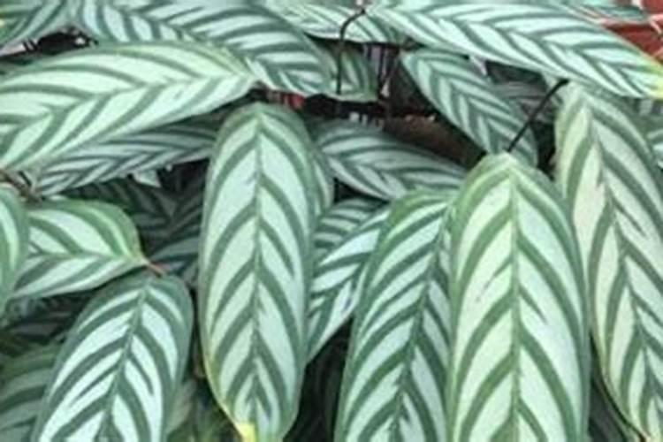 银羽竹芋有毒吗