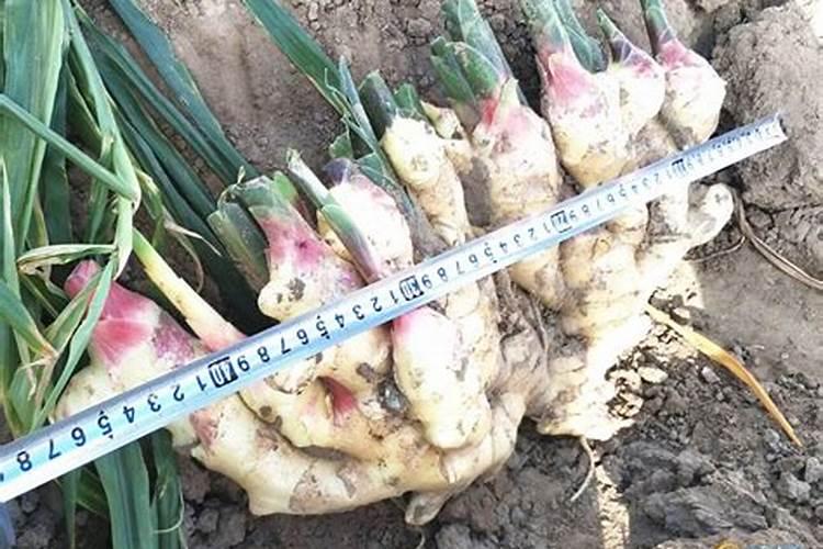 施什么肥让大姜粗壮？