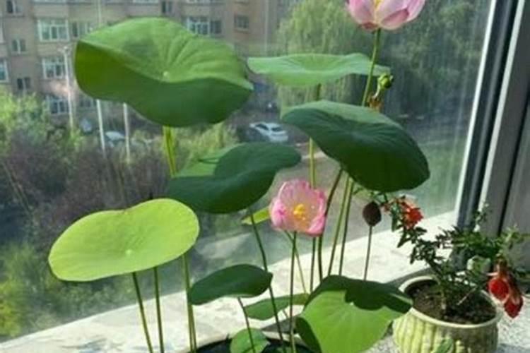 家养荷花什么时候施肥