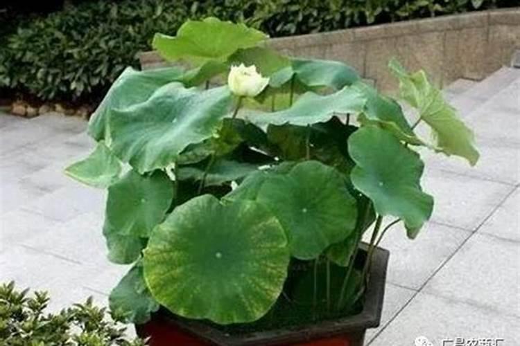 盆栽荷花怎样施肥？施什么肥好？