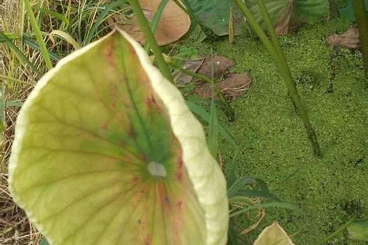 旱荷花叶子发黄怎么办