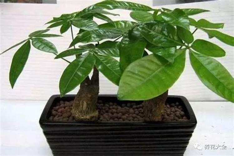 应该施什么肥？这些垃圾扔到盆里花就像打了鸡血一样长出来了!