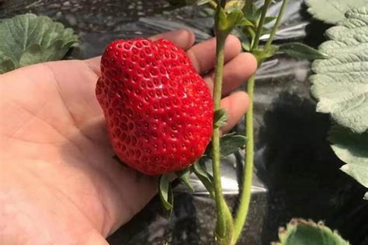 流体硼和磷酸二氢钾喷施草莓的用法用量