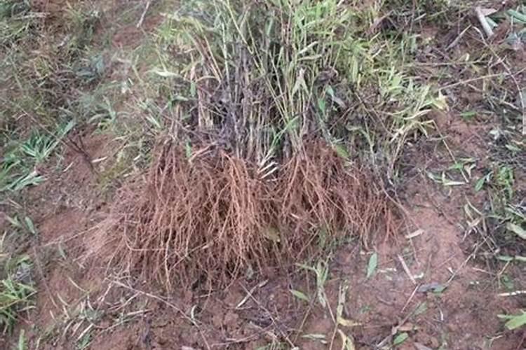 柴胡长根适宜温度