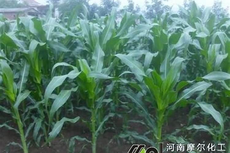 玉米施肥最佳时间