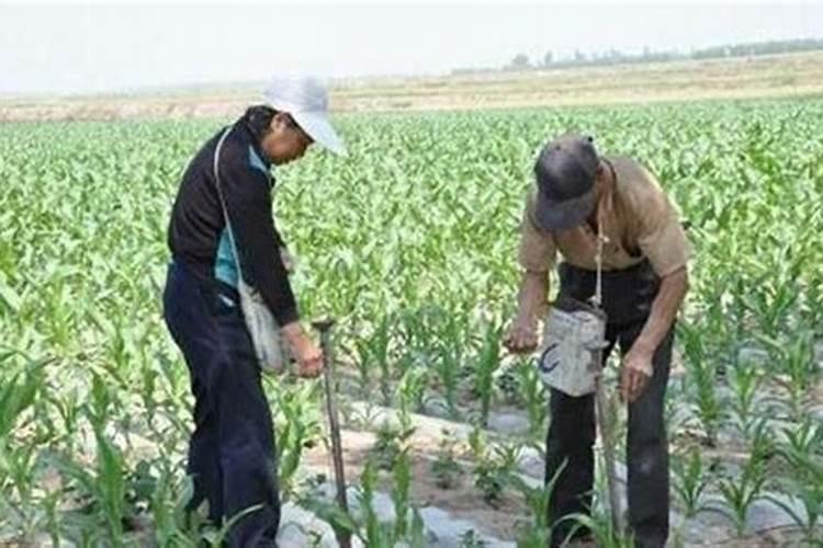 玉米三次追肥口诀