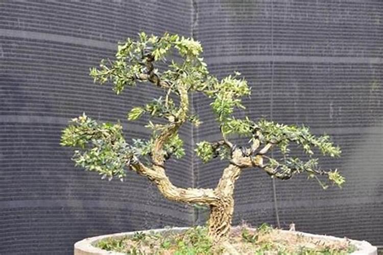 刚移植的黄杨树能施肥吗？