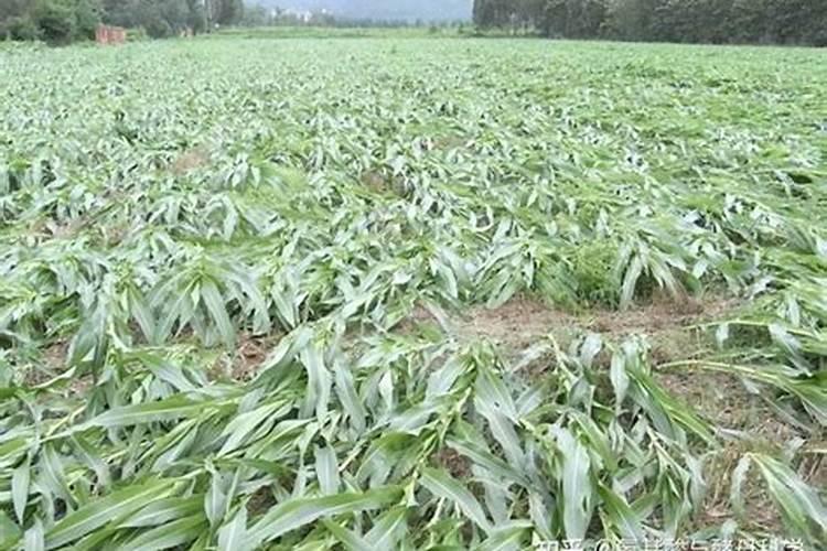 速看!大风后农作物倒伏,这些抢救要点能减损