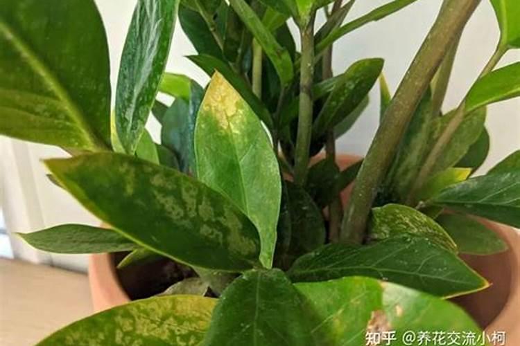 金钱树叶子发黄需要什么肥料？