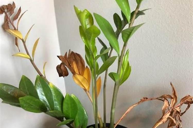 金钱树黄叶怎么处理