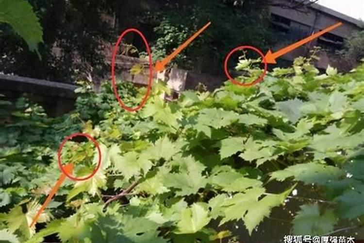 葡萄如何剪枝去叶面肥呢？