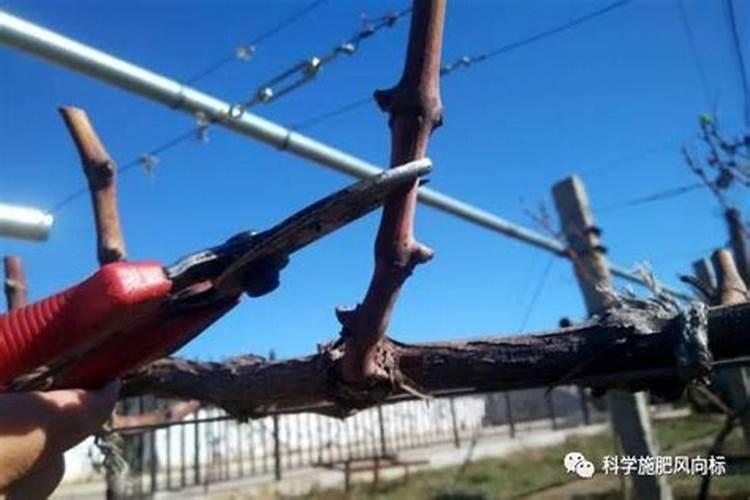 夏季葡萄树的管理和修剪