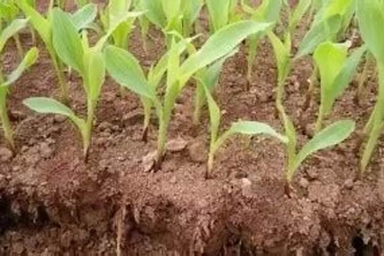 玉米根施肥方法及时间 关于玉米根施肥方法及时间